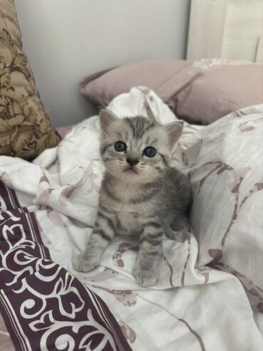 купить британского короткошерстного котенка: 1 айлык, Эркек, Күмүш өңдүү шиншилла
