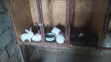 купить кроликов в бишкеке: Продаю | Крольчата | Белый великан | Для разведения | Племенные