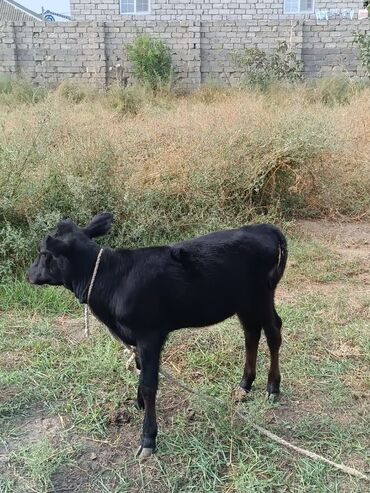 keci balası: Dişi, il: 3, Südlük, Ünvandan götürmə