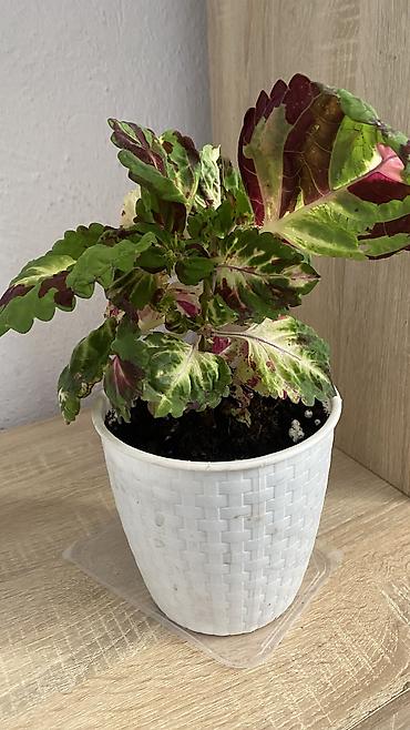 молочай цветок: Глоксиния комнатная в горшке (Gloxinia, Sinningia speciosa) - Крупные — 6