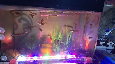 купить аквариум в баку: 2 eded avkarium satilir komplekt sekildedi her birinin ici tam doludu — 2