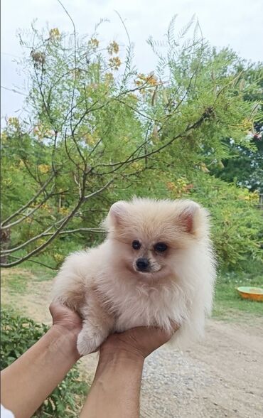 pomeranian spitz satisi: Şpitz, 2 ay, Erkek, Peyvəndli, Ünvandan götürmə