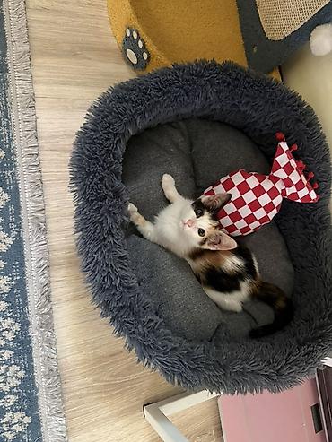 Отдам даром кошку: 4 месяца, Девочка, Приучена к лотку — 2