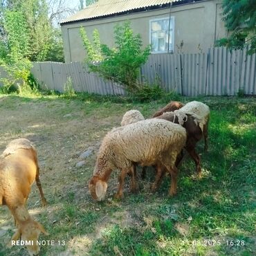 отдам котенка в добрые руки: Сатам | Ургаачы кой (ургаачы)
