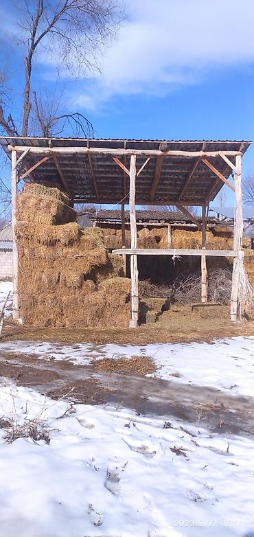 Продажа коттеджей и домов: Продается Дом 4-х комнатный В селе Степное Жайылский Р зал большой в — 4