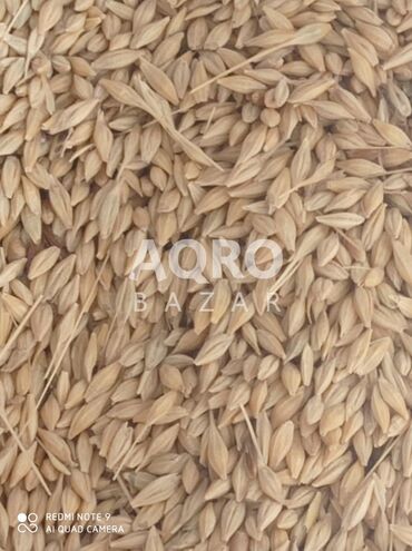 İçkilər: Arpa satılır 0.35 qəpik. Neçə ton lazımdırsa var. Əlaqə üçün yalnız