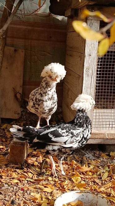 Toyuqlar: Toyuq, Yumurtalıq — 1