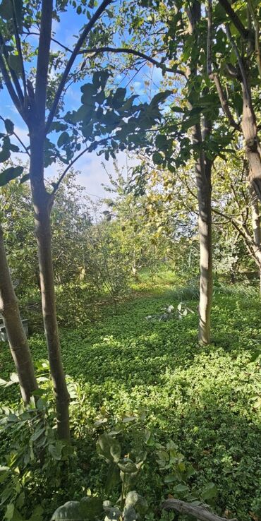 Həyət evləri və villaların satışı: 3 otaqlı, 1500 kv. m, Kredit yoxdur, Orta təmir — 6