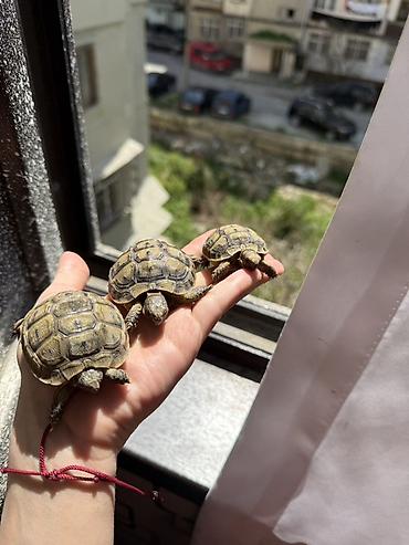 Akvarium daşları: Quru tısbağa balaları – evdə saxlanmağa uyğun — 9