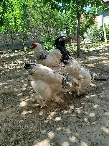 куплю курицы: Продаю | Куры | Брама | Для разведения — 1