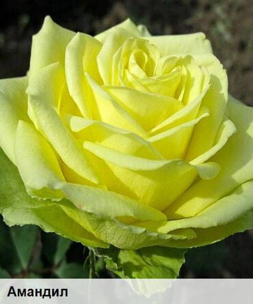 Садовые цветы и кустарники: Саженцы цветка: Розы, Бесплатная доставка, Самовывоз — 12