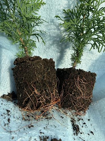 Туя: Туя западная — саженцы в контейнерах - Вид: Thuja occidentalis (туя — 3