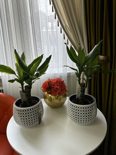 Другие комнатные растения: Продаю комнатные цветы! Зелёные, красивые, ухоженные — выращены с — 6