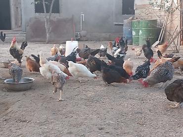 Куры: Yumurta və ətliklik üçün ev quşları – müxtəlif rəng və cinslər — 7