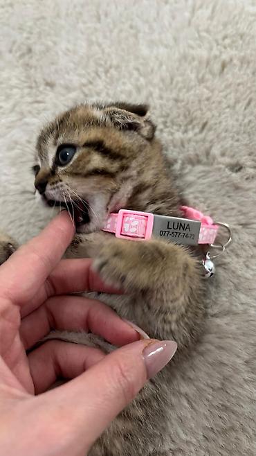 Pişiklər: Şotland — 3