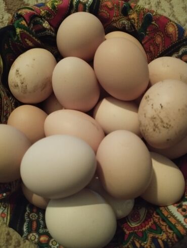 yumurta satisi: Brama yumurtasi