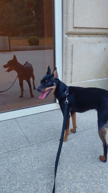 İtlər: Miniatür pinçer, 1 ay — 9