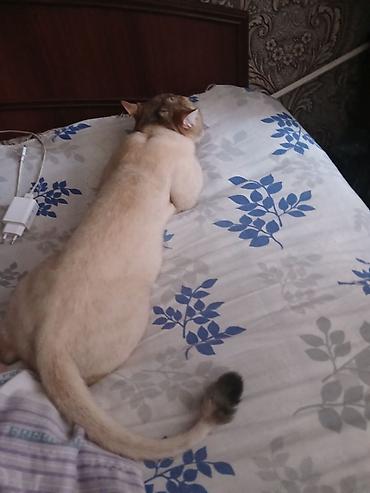 Pişiklər: Britan, Cütləşmə üçün — 5