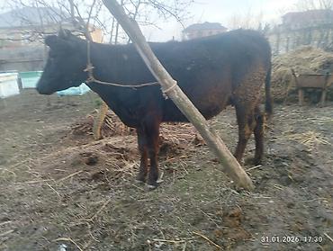 Inəklər, öküzlər: Qara dügə 8 aylıq boğazdır sakit heyvandi Qiymət 2100 Sarı dişi dana — 4