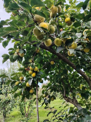 Həyət evləri və villaların satışı: Ev Xaçmaz-Xudat yoluna yaxın məsafədə yerləşir.25 sot həyətyanı sahədə -da lalafo.az — 8 Həyət evləri və villaların satışı: Ev Xaçmaz-Xudat yoluna yaxın məsafədə yerləşir.25 sot həyətyanı sahədə — 8