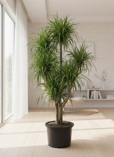 Другие комнатные растения: Пальмы,ДраценыКофейные деревья, и тд. Растения для интерьера — 2