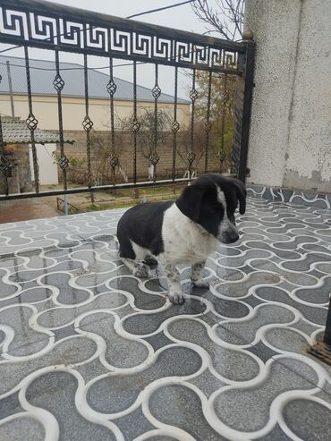 İtlər: Zvonok, 8 ay, Dişi — 4