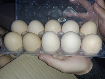 Птицы: Яйца С1 по хорошей ценежелток мошный