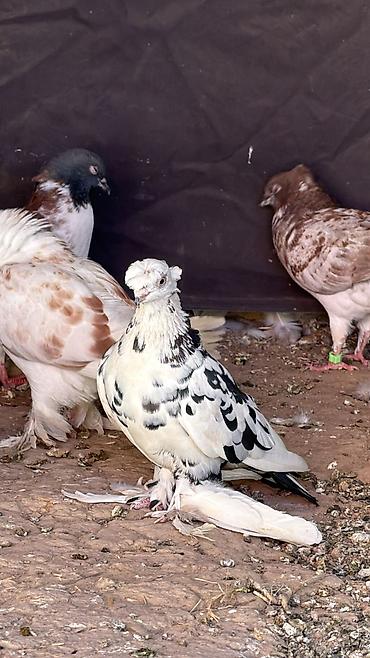 В продаже игровые голуби🕊️
Здоровые, ухоженные, игровые голуби at lalafo.kg В продаже игровые голуби🕊️
Здоровые, ухоженные, игровые голуби