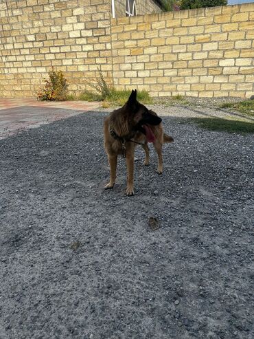 İtlər: Alman çoban iti, 1 ay, Erkek, Peyvəndli, Ödənişli çatdırılma — 6