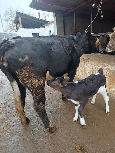 Коровы, быки: Продаю | Корова (самка) | Голштин | Для молока | После отела — 2