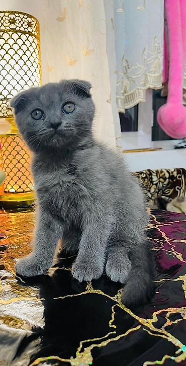 Кошки: Шотландская вислоухая — 5