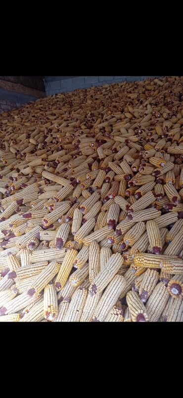 купить семена кукурузы бишкеке: Семена и саженцы Кукурузы, Самовывоз