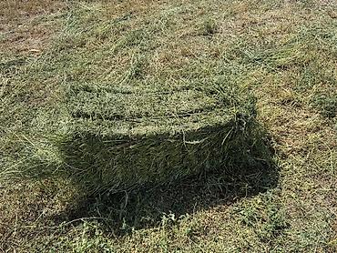 Животные: Клевер 3йкос по 330сом с доставкой — 2