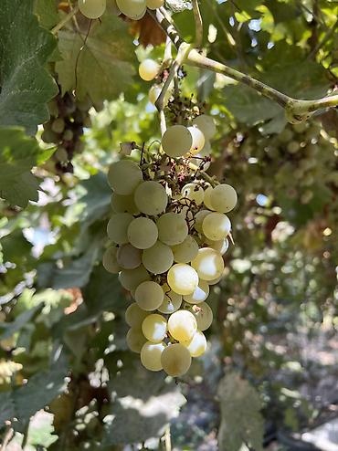 кара алма: Продаю виноград со своего сада 🍇 Экологически чистые ✅ 2 сорта,один из — 1