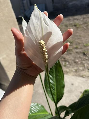 Спатифиллум (Spathiphyllum), комнатное растение - Вид: спатифиллум, с at lalafo.kg Спатифиллум (Spathiphyllum), комнатное растение - Вид: спатифиллум, с