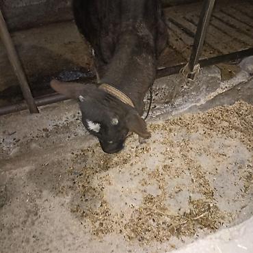 Коровы, быки: Продаю | Бык (самец) — 9