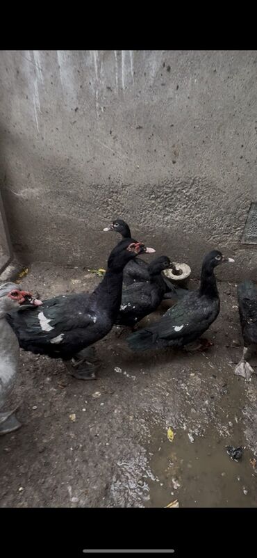 Ördəklər: Erkək, | Lal ördək, Ətlik — 2