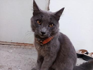 maine coon pişik: Boz rəngli pişik – qızılı gözlər, qısa-orta uzunluqda tüklər, uzun — 2