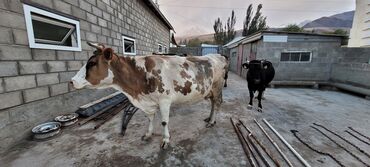 продаю пшеница: Сатам | Уй (ургаачы) | Айршир, Швиц | Сүт алуу үчүн | Бооз, Жасалма уруктандырылган