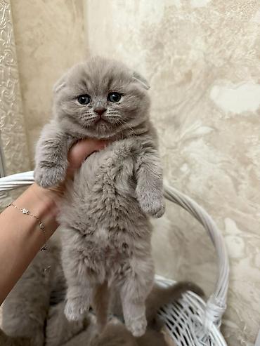 вет: Ит кууту: Скотиш Фолд (Шотландиялык шалпаң кулак), Эркек, 4 жаш, Документтери менен, Көгүлтүр — 7
