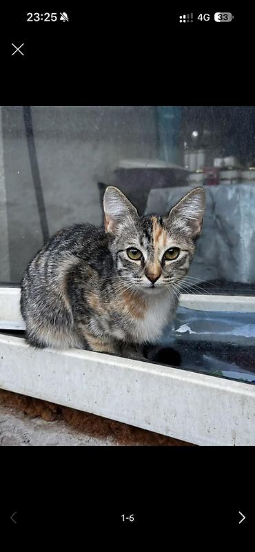 шатланская вислоухая кошка: Отдам даром два котёнка и кошка вислоухая шотландская — 1