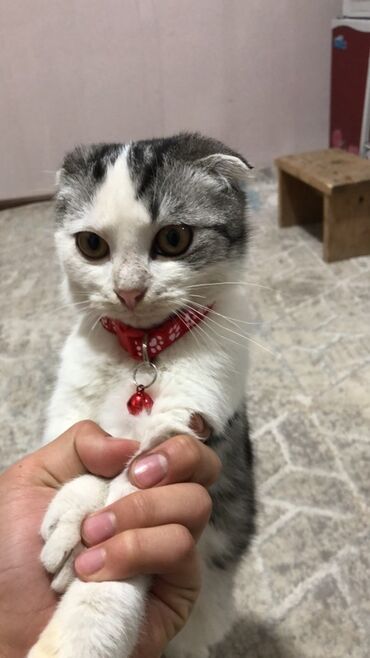 мышык бекер берем: Скотиш Фолд (Шотландская вислоухая), 9 месяцев, Мальчик, Биколор, Приучена к лотку