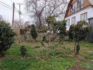 Самшит: Самшит (Buxus sempervirens) — взрослые сформированные кусты ПРОДАЮ С — 2