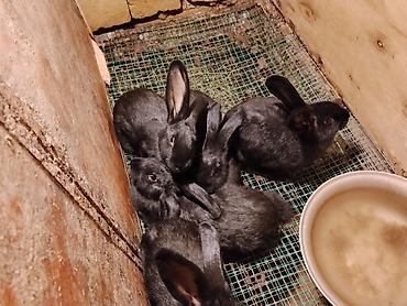 Dovşanlar: 🐇 Velikan və Kaliforniya Dovşanları Satılır Təmiz qan xəttindən olan — 18