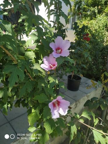 kitayski roza artirilmasi v Azərbaycan | Digər otaq bitkiləri: Siriyskaya roza