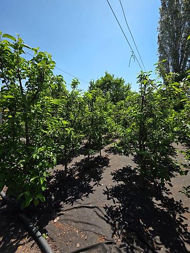 Продажа коттеджей и домов: 📍с.Ленинское 🔘4-комнатная 🔘2 этажа 🔘165м² Продаётся двухэтажный — 19