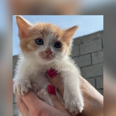 куштар: Милый котёнок - мальчик с рыжими ушками ищет любящих и заботливых