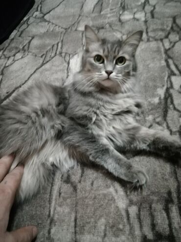 где продаются кошки: Кошка даром: Сибирская, 2 года, Девочка