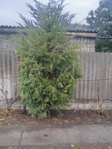 купить фикус: Саженцы деревьев: Туи, Самовывоз