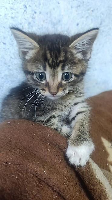 котят ош: 2 месяца, Мальчик, Приучена к лотку — 1
